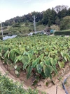 ホクホク＆ねっとり高級お芋！　海老芋　箱込み約2ｋｇ