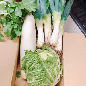旬の冬野菜セット　3品セット　下仁田ネギ/ダイコン/ハクサイ