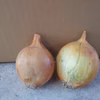農家直送　淡路島産訳あり玉ねぎ