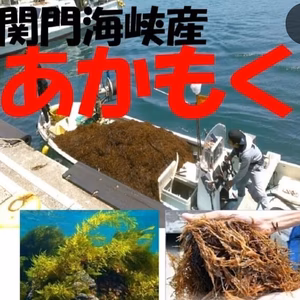 関門海峡産★あかもく～♡90g入5個購入毎におまけ1つ付