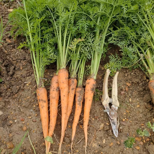 葉付きにんじん　間引きサイズ(60サイズのダンボールに入るだけ)