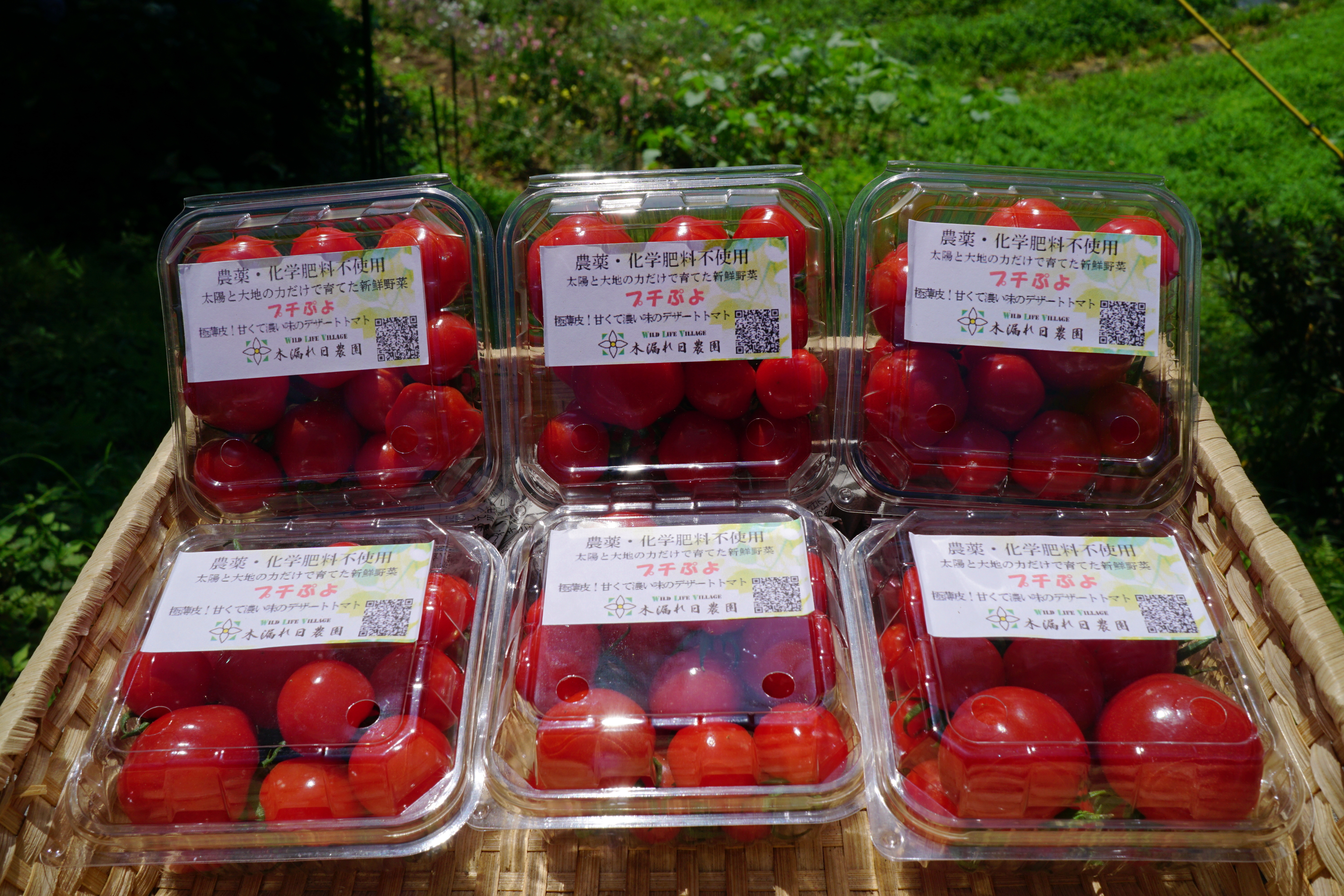 豊作につき緊急出品 プチぷよトマト 極薄皮 さくらんぼのような食感 農家漁師から産地直送の通販 ポケットマルシェ