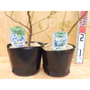 ブルーベリー苗木マグノリアとレガシー(3年生)２本セット）