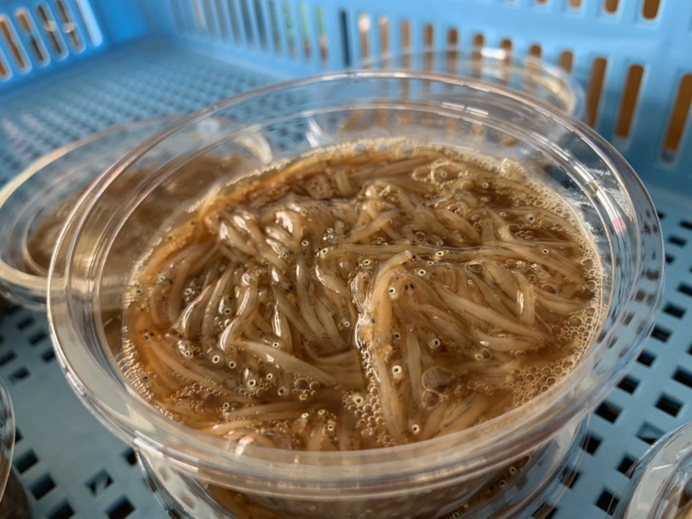 食べ比べ 漁師だから出来る 生しらすの沖漬け シラウオ沖漬け 農家漁師から産地直送の通販 ポケットマルシェ