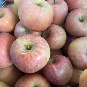 【加工用】希少品種「こうとく」　５ｋｇまたは10ｋｇ