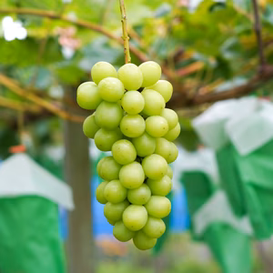 完熟シャインマスカット2kg・3〜5房(自家用)