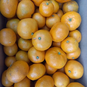 ほんとの最終　和歌山県橋本市　減農薬みかん　約10キロ箱込(ご家庭用)