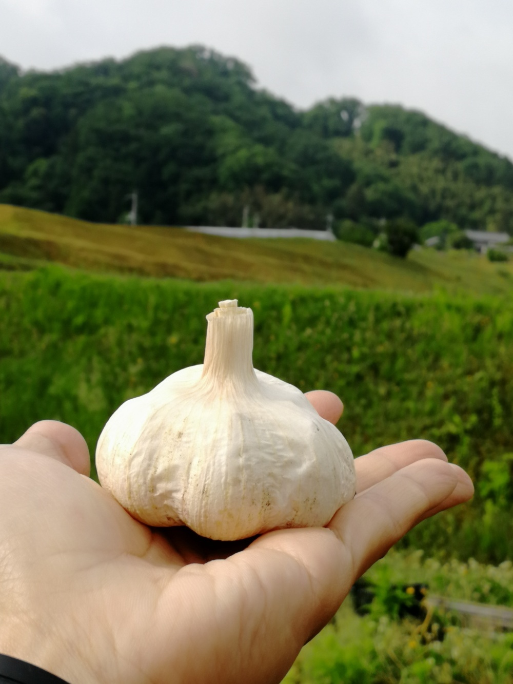 期間限定 生ニンニク ミニサイズ 無農薬無化学肥料 農家漁師から産地直送の通販 ポケットマルシェ