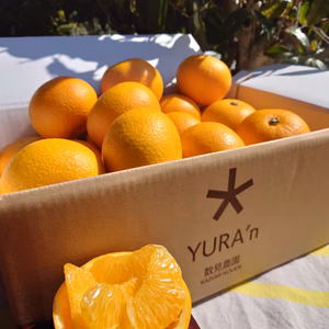 ゆらの"さつき八朔" 数量限定、期間限定（本年度最後の"さつきハッサク"です）