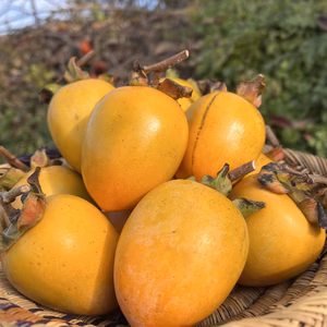 【送料500円引】吊し柿用 愛宕柿