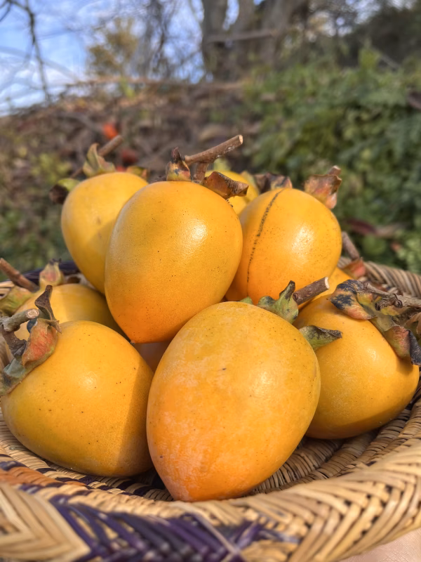 【送料500円引】吊し柿用 愛宕柿