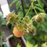 イエローラズベリー