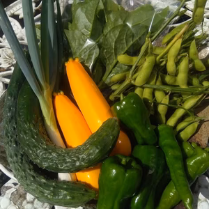 追記要確認【送料無料】自然農法野菜コンパクトboxいっぱいに詰合せ♪