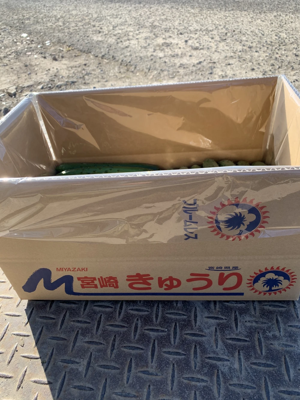 朝どれキュウリ