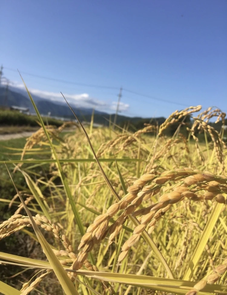 初めての方にオススメ！ 2022年産 玄米10kg 〜栽培期間中農薬不使用〜