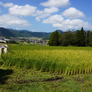 有機ＪＡＳ　ササニシキ　農薬不使用　「令和６年新米」