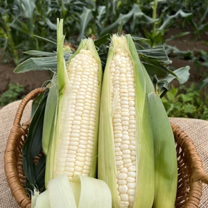 留守農場の朝獲り極甘ホワイトショコラ