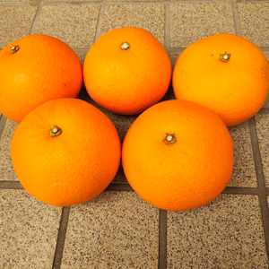 広島産伊予柑（いよかん)自慢の果実（ M.Lサイズ）10K 以下