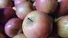 秋田からふじ　10キロ　ジュース、ジャム用りんご　