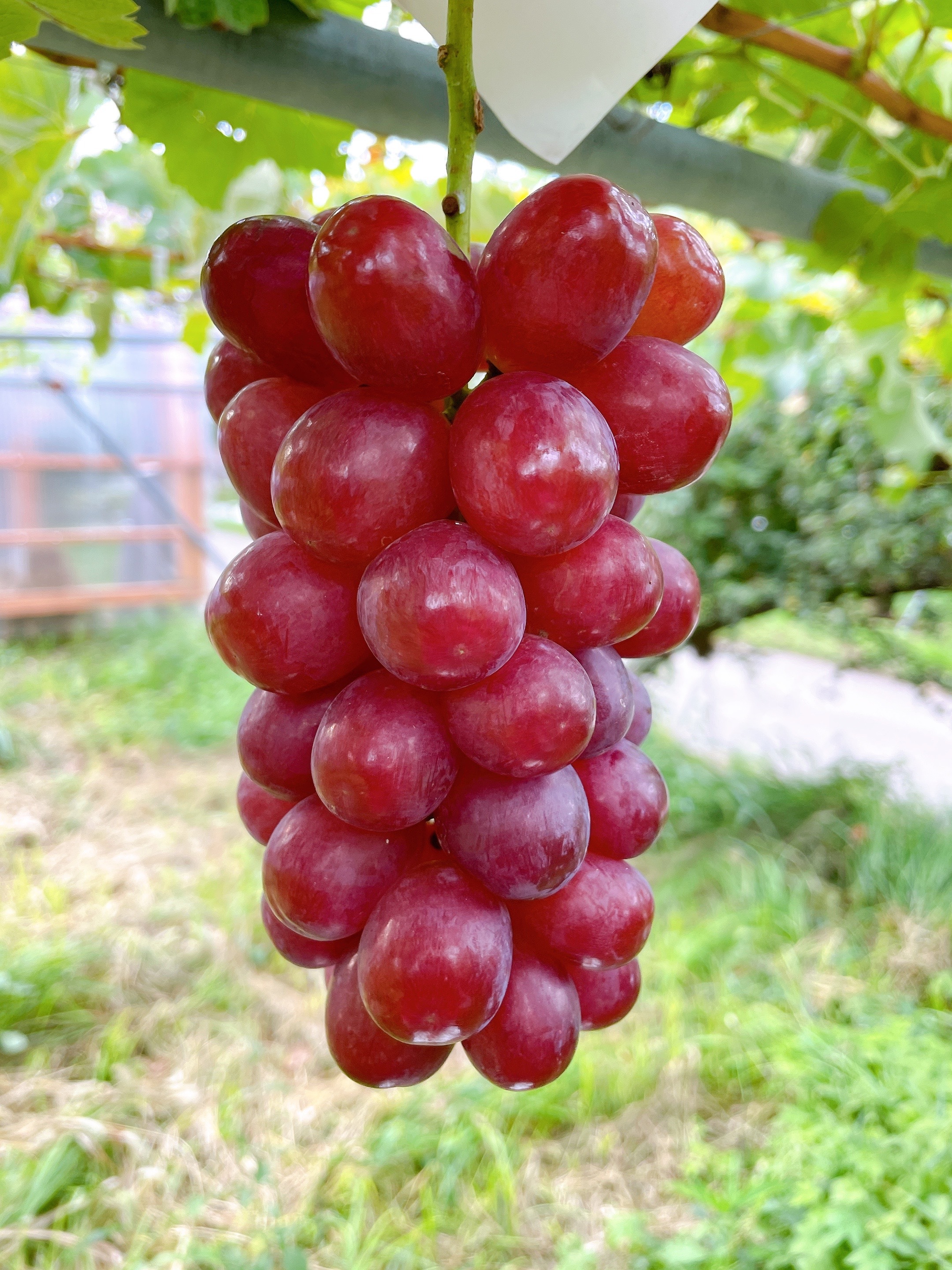 旬のぶどう 長野県産 クイーンルージュ 3房 1.5kg - 食品