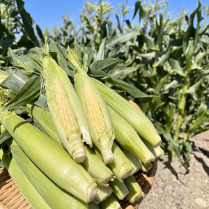 【期間限定】採れたて新鮮！皮付きヤングコーン
