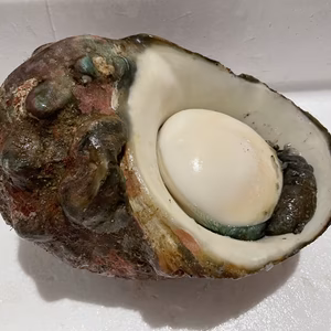 【素潜り】夜光貝2.3kg 貝殻ピカピカ丸磨き選択可能