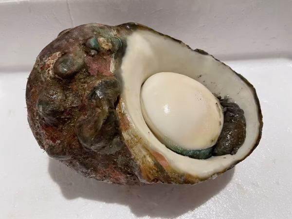 【素潜り】夜光貝2.3kg 貝殻ピカピカ丸磨き選択可能