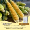 2025年8月発送【届いたらまずは まるかじり！】とうもろこし「恵味ゴールド」