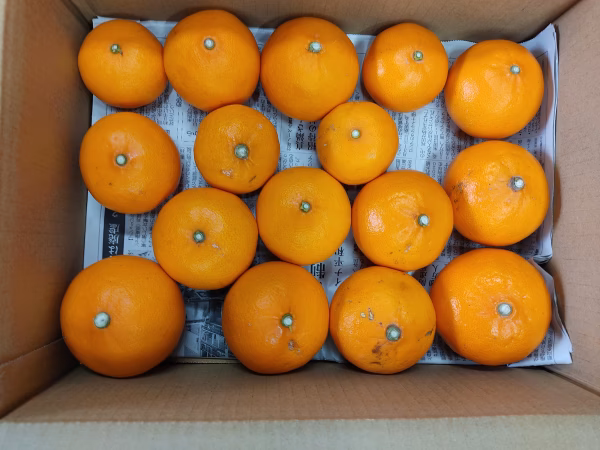 ラスト　せとか　家庭用　４キロはるかのおまけ付き