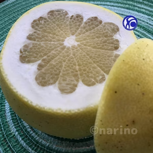 【2024春販売終了】黄色い芳香柑橘 天草の文旦：パール柑