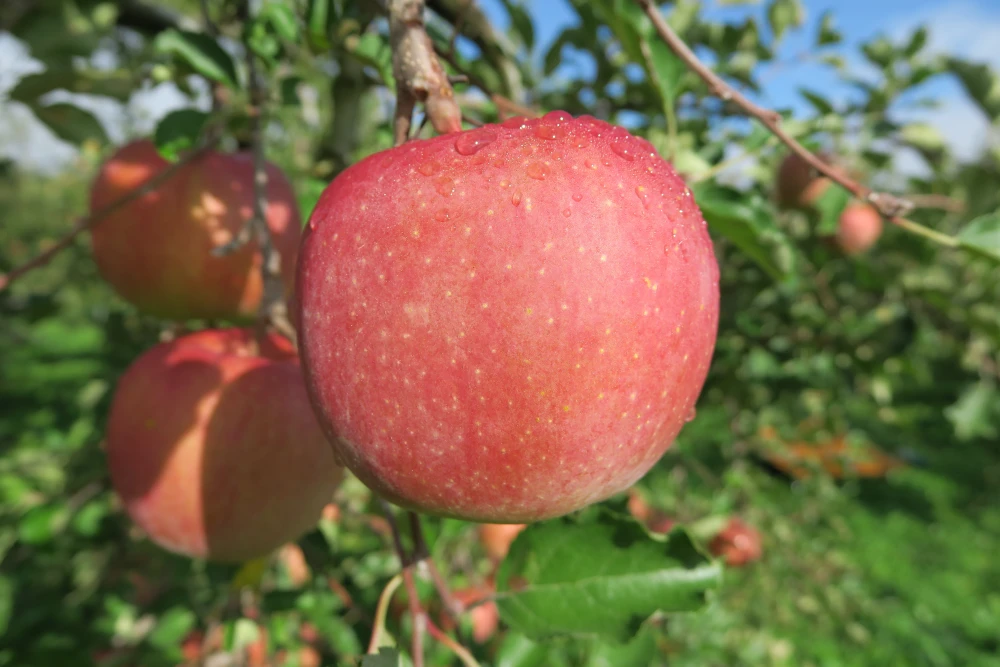 【初売り】特価！ご家庭用 5kg／10kg 長野県 山ノ内町のサンふじ