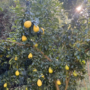 [家庭用]レモン『璃の香』