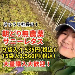 無農薬！朝どれ【サニーレタス】9袋 or 15袋 常温配送