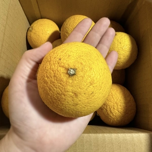 【大玉】『黄金柑』小さくても味も香りも濃い柑橘！