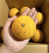 【大玉】『黄金柑』小さくても味も香りも濃い柑橘！