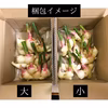 季節の変わり目に身体ポカポカ！千葉県産　新生姜　500g