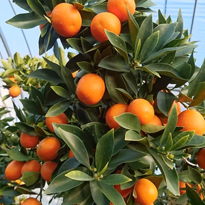 日本のひなた 宮崎県産 完熟きんかん