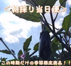 【5周年福袋】季節限定！ 朝採り秋ナス当日便☆ 