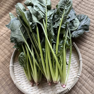緑濃いほうれん草