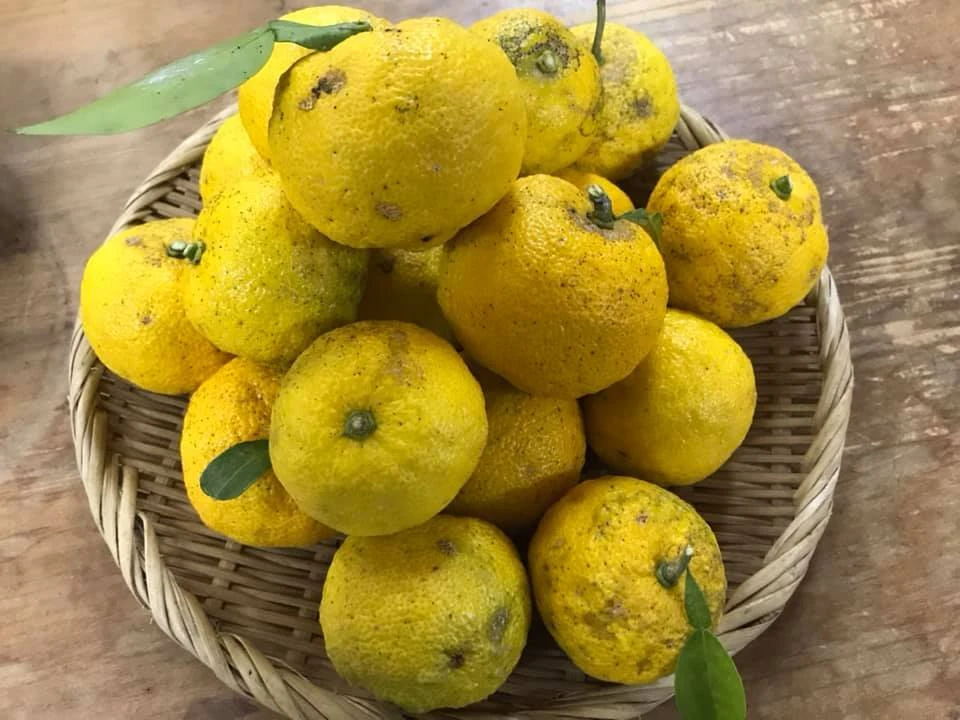 【樹の上熟成】ゆず1kg（約11個）【30年間農薬不使用】（2kgもあります）