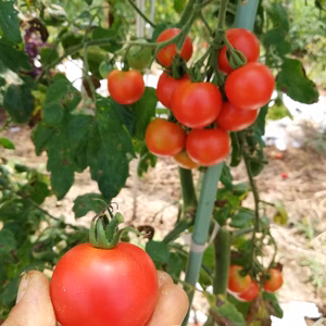 トマトとバジルのセット