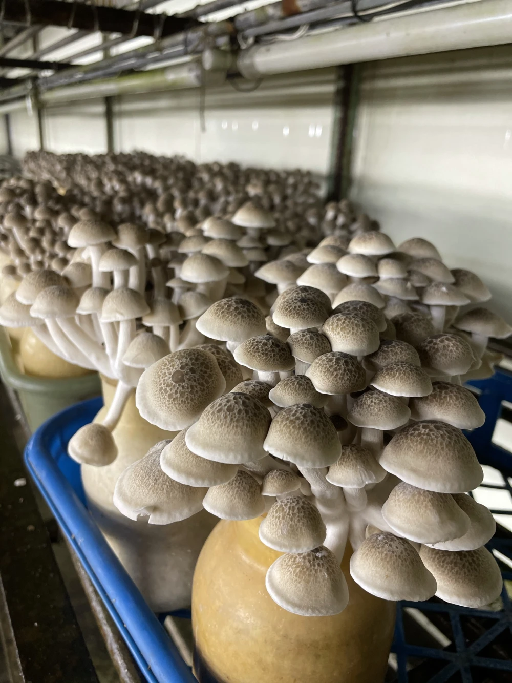 信州産 天然 千本シメジ