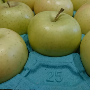 ジュース用　トキ10キロ50玉以上有　小さいサイズ