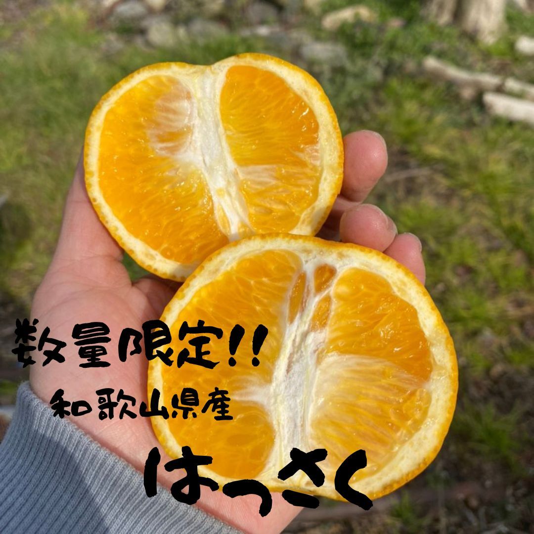 味の美味い‼️和歌山県産 紅八朔 5kg みかんキング - 果物