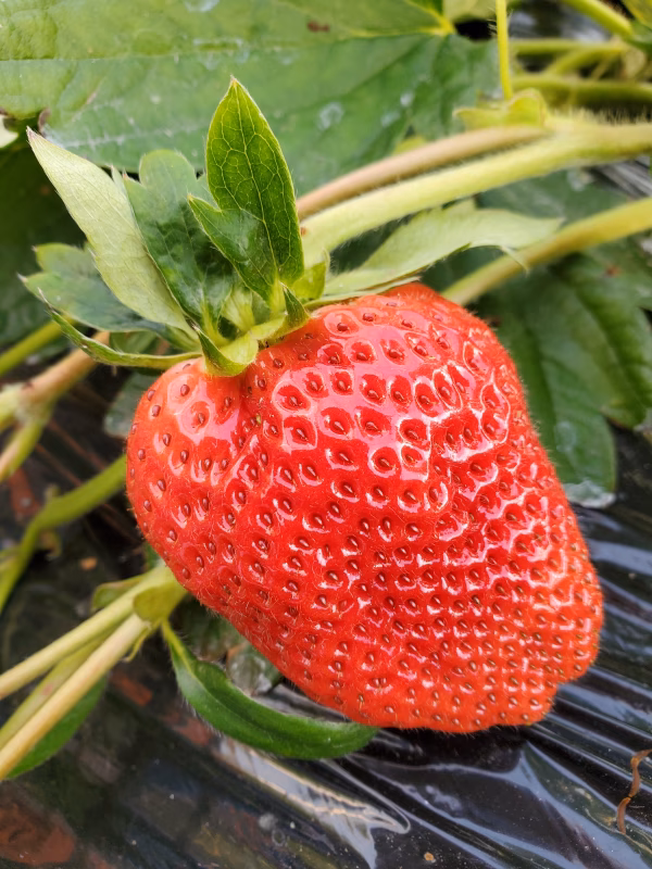 静岡県掛川市産いちご　すずちゃん　８パック