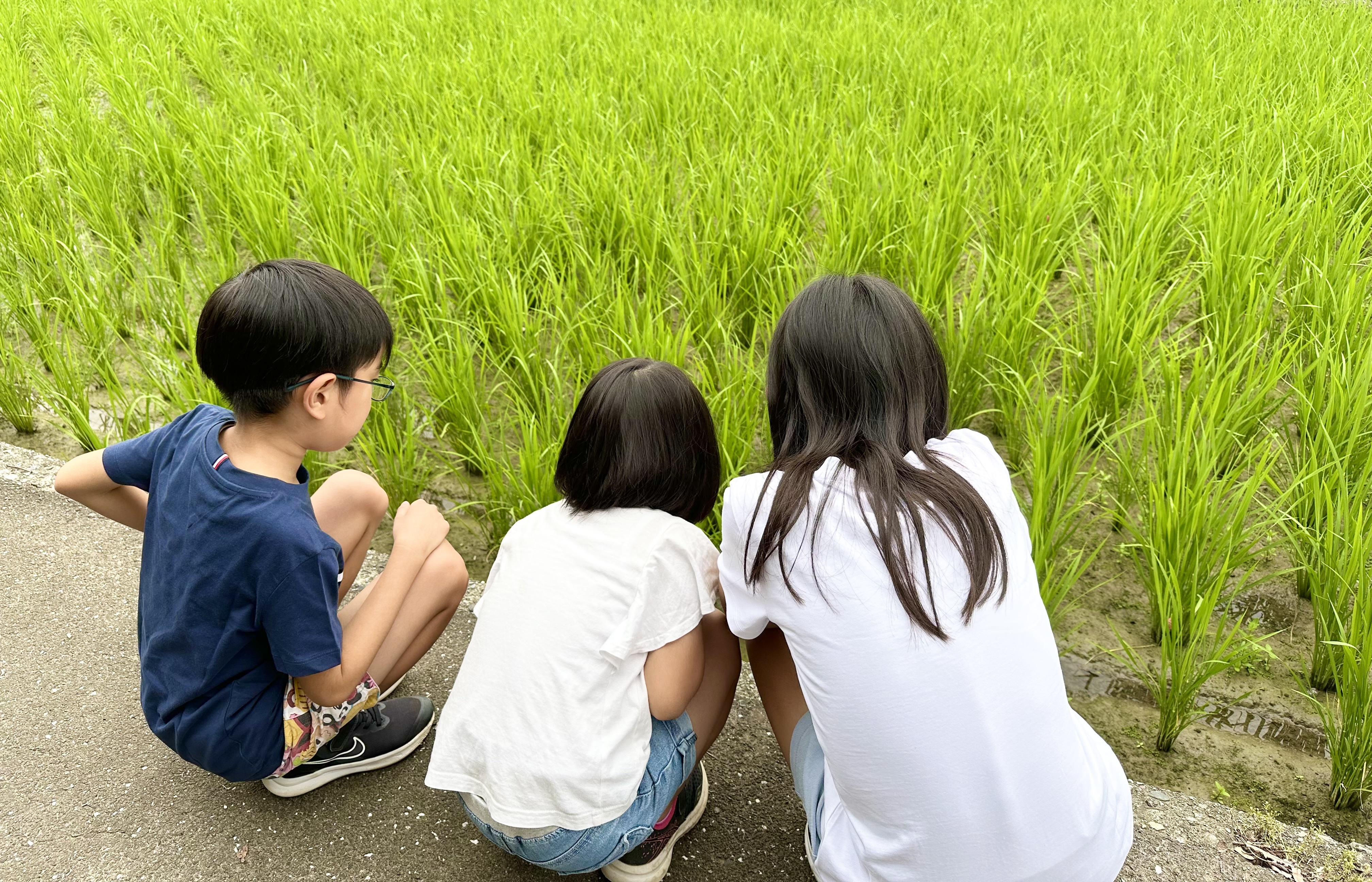 残り僅か！！令和7年新米⭐︎高知産コシヒカリ⭐︎玄米30kg 節減対象