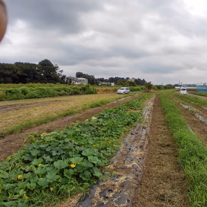 姫トウガン　冬瓜　埼玉県産
