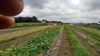 姫トウガン　冬瓜　埼玉県産