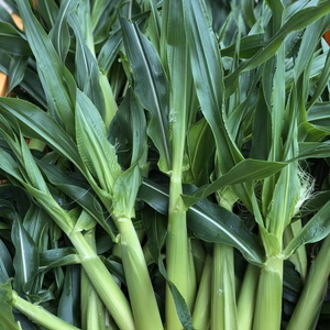 くせになる食感と美味しさ！新鮮獲れたてヤングコーン