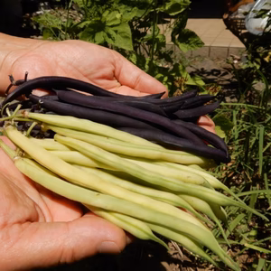 【スーパーにはない！紫いんげんと黄いんげんのセット】